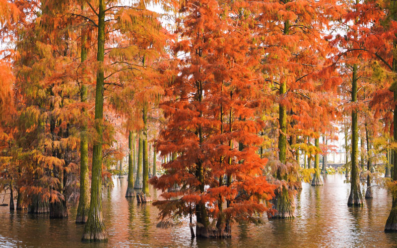 水杉红了！武汉新洲涨渡湖湿地尽显冬日之美