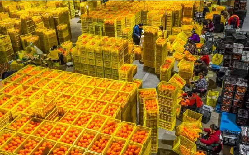 “中国年·荆楚购”2024全国网上年货节湖北活动在宜昌秭归启幕。