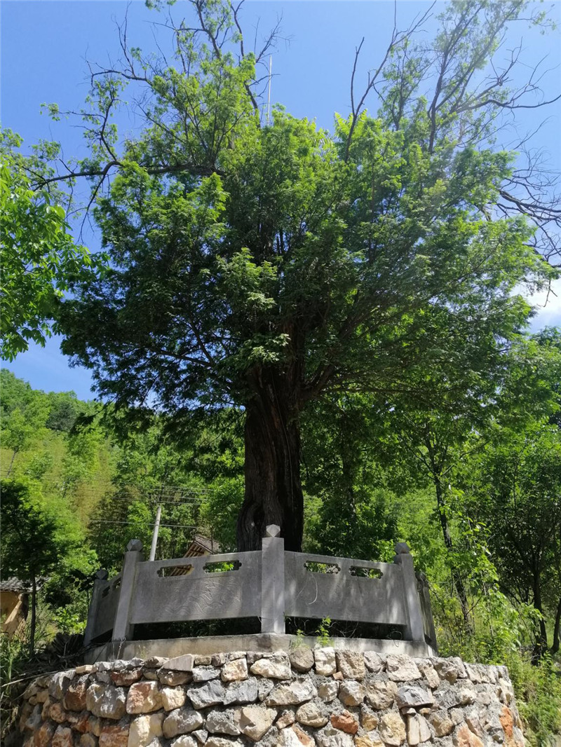 鄖西縣安家鄉八道河村的千年植物大熊貓—紅豆杉  鄖文軒攝