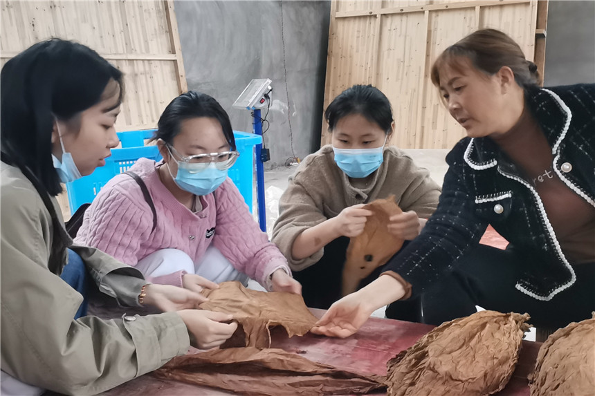 湖北五峰烟草：凝聚“三力” 育好青年人才这株“苗”