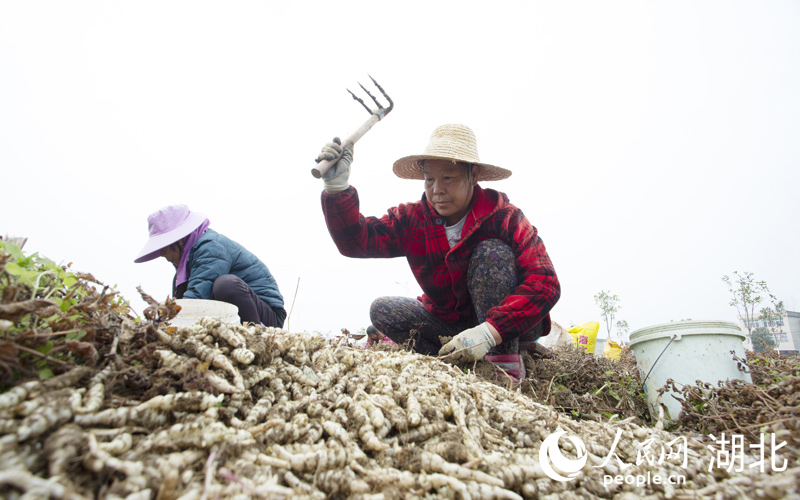 譚台村村民正在田間地頭揮舞著鋤頭採挖芋環。人民網記者 張雋攝