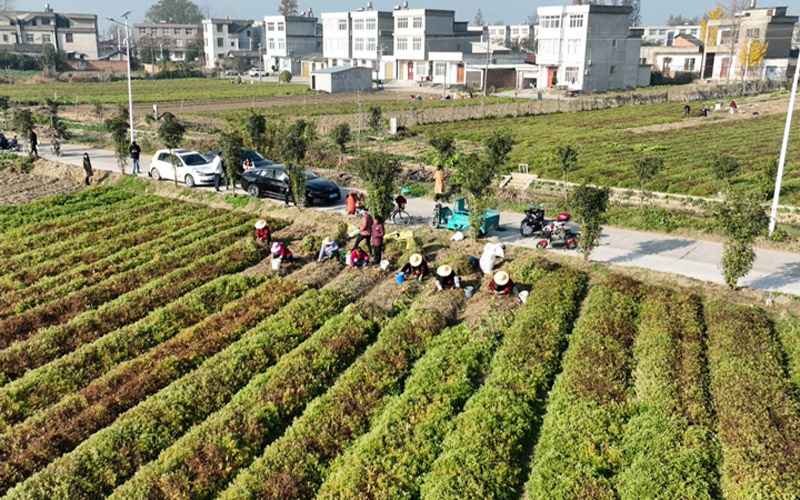 譚台村村民正在田間地頭揮舞著鋤頭採挖芋環。劉銀斌攝