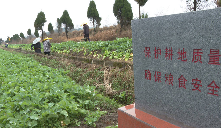 湖北浠水:农技下田 力保45万亩油菜丰收
