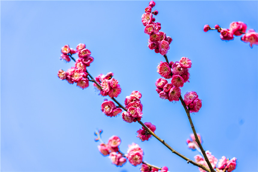 湖北十堰茅箭區：梅花盛開迎客來【2】
