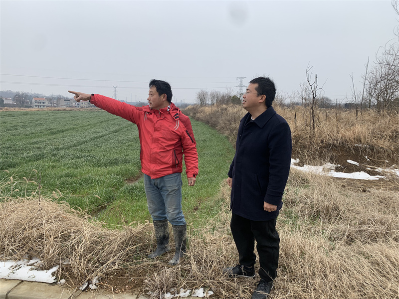 武汉市稻之花生态农业农民专业合作社负责人向建行武汉黄陂支行工作人员介绍今年小麦种植情况。