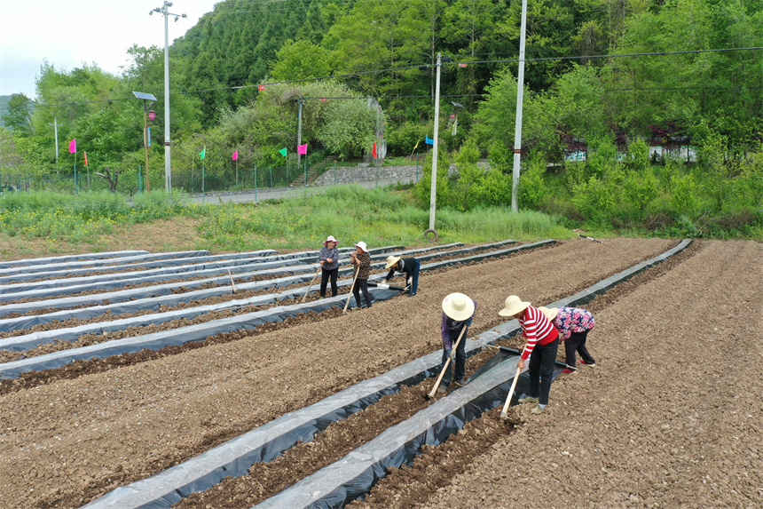湖北夷陵烟草：育苗正当时