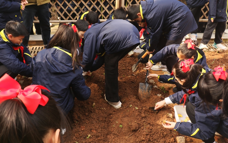 农业专家带领武汉中小学体验种植马铃薯。