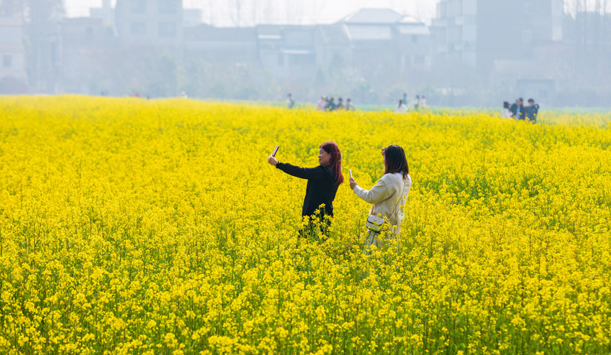 武汉蔡甸：知音故里油菜花节开幕 万亩油菜花迎绽放【6】