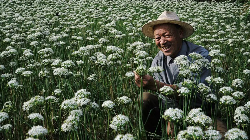 核桃树垭村村民看着盛开的韭菜花脸上洋溢着幸福的笑容。席曙光摄