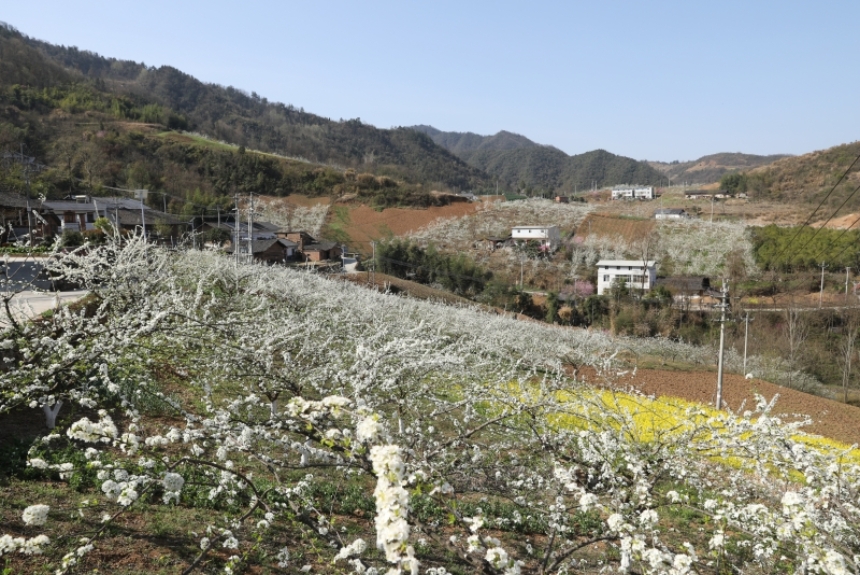 湖北竹山：2000亩脆红李花开