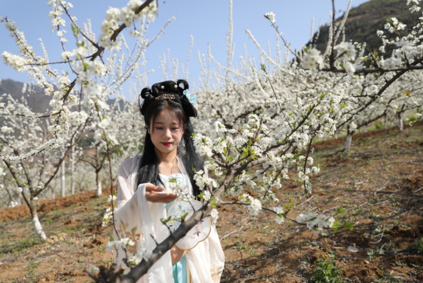 湖北竹山：2000亩脆红李花开【2】