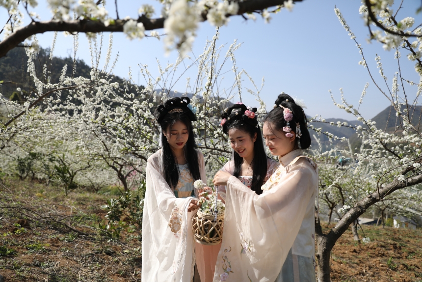 湖北竹山:2000亩脆红李花开【3】