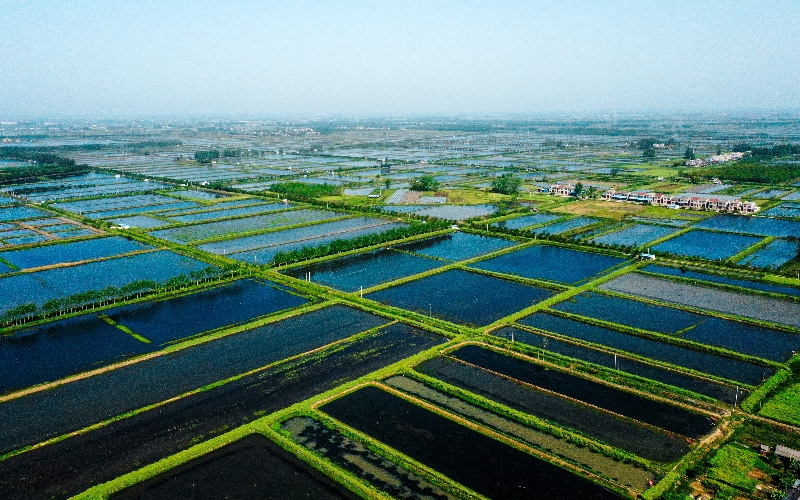 萬畝蝦稻共作基地。潛江市委宣傳部供圖