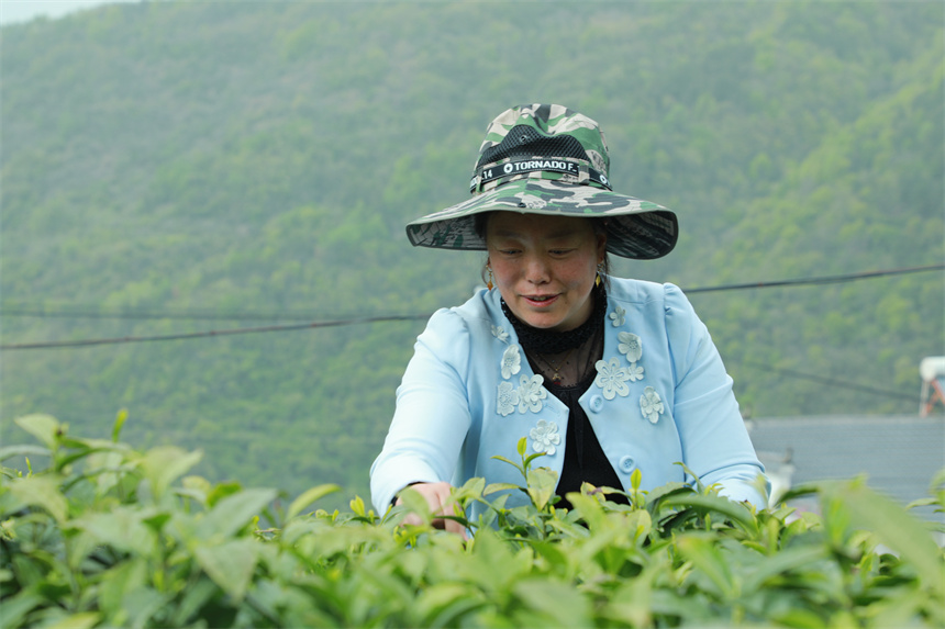 竹山县堵河源茶叶专业合作社吸纳女工在家门口采茶增加收入。向继华摄