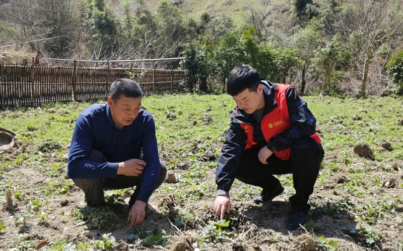 移動工作人員在藥材種植園和村民們一起觀察中藥材長勢。