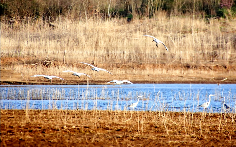 郧阳湖湿地公园吸引候鸟成群结队栖息。