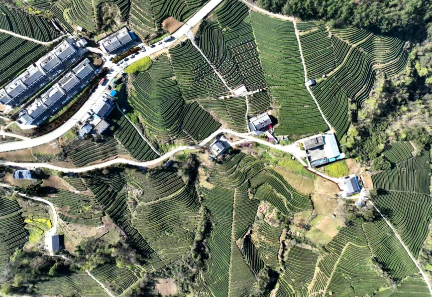 茶园春景美如画