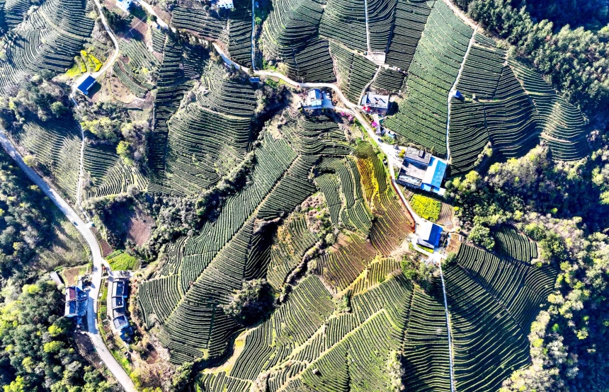 万亩高山有机绿茶