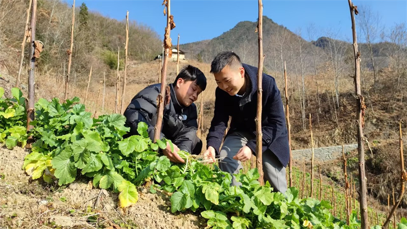 烟农在烟田套种萝卜。王凌涛摄