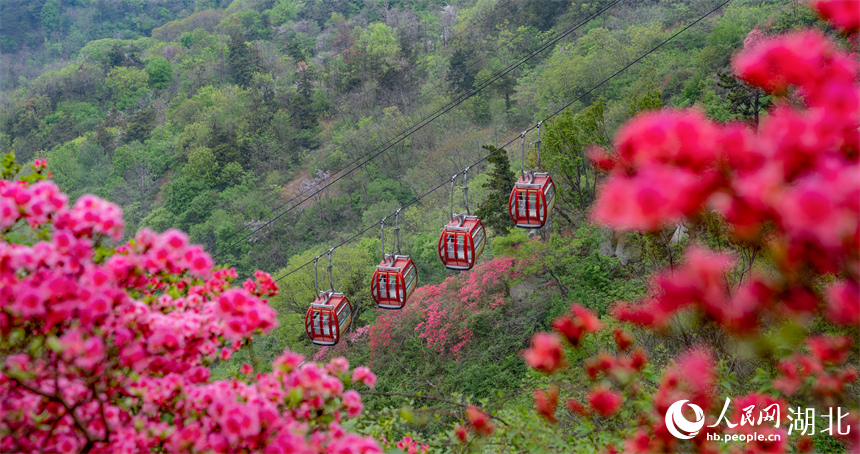 游客乘坐缆车在山中观赏杜鹃花。人民网记者 周倩文摄