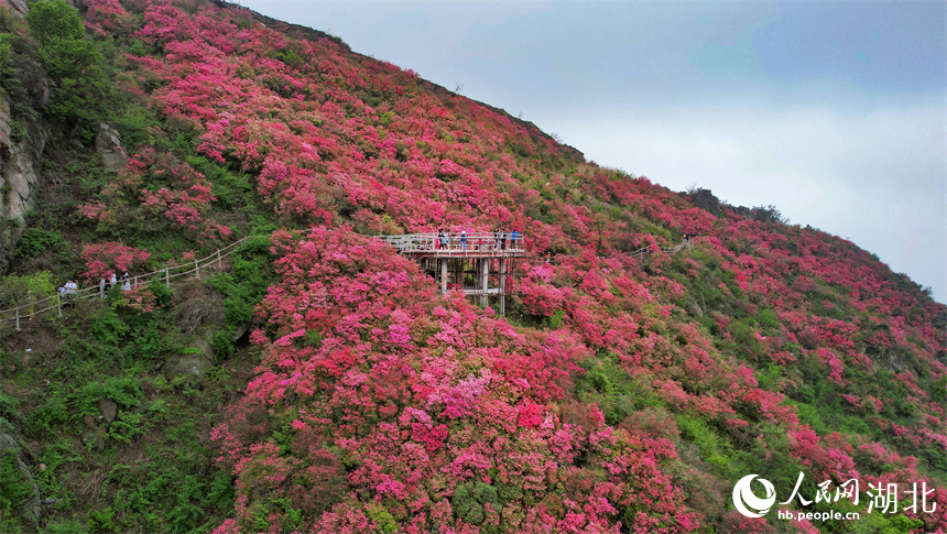 漫山遍野的杜鹃花。人民网记者 周倩文摄