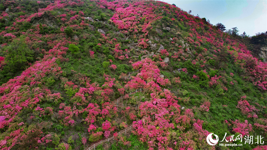 杜鹃花生长在峭壁上，构成景观独特、壮丽的风景。人民网记者 周倩文摄
