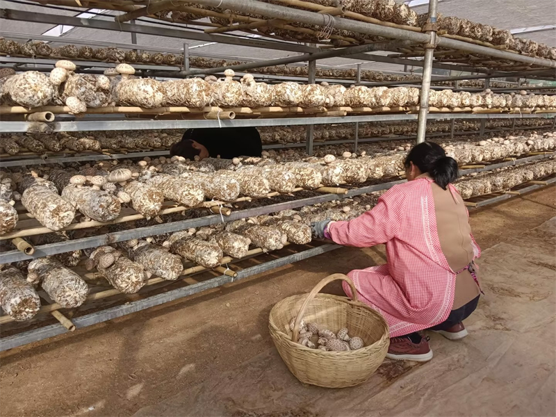 五龙池村香菇产业基地。吴祖聚摄