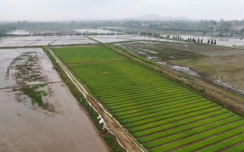 湖北浠水：農業新質生產力 助力春耕節本增效