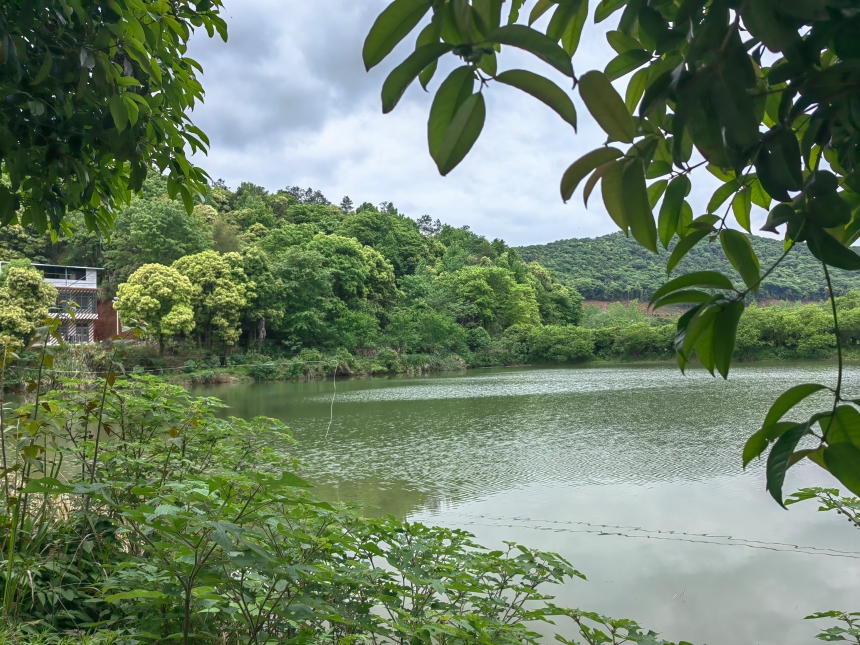 湖北咸安：千万“生态红包”助天然林绿意盎然【3】