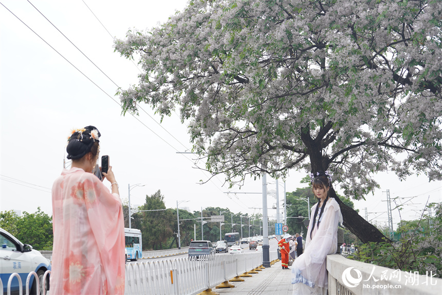 武汉黄鹤楼公园外，繁花盛开，吸引游客穿汉服打卡。人民网记者 王郭骥摄