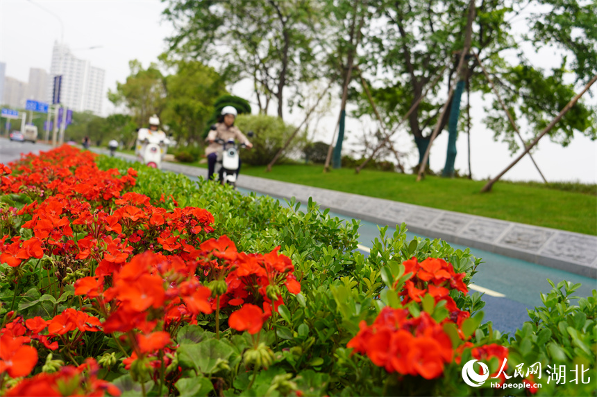 武汉市武昌区天鹅路两边绿化带鲜花盛开。人民网记者 王郭骥摄
