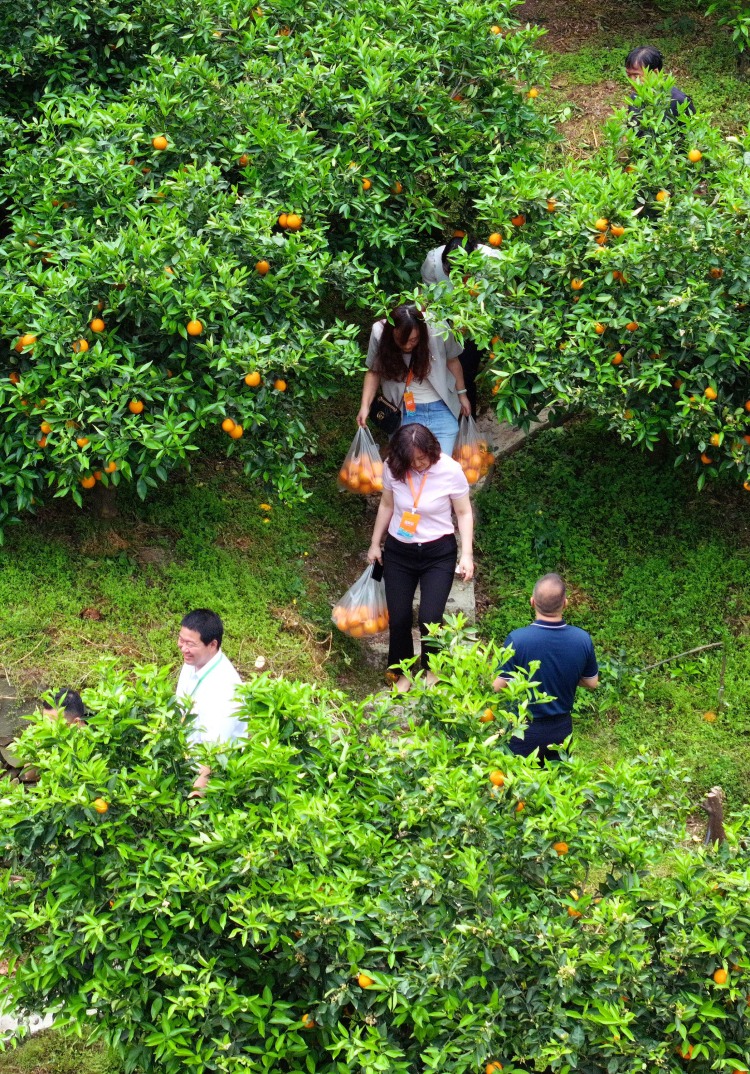 秭归脐橙文化推介活动举行。