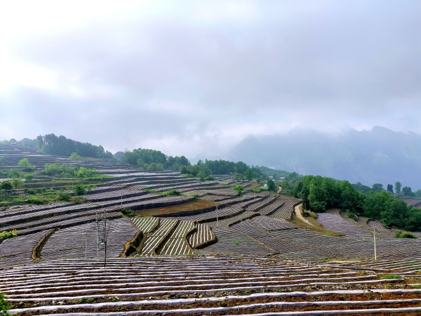 湖北兴山烟草：机械化移栽助力烟叶生产跑出“加速度”