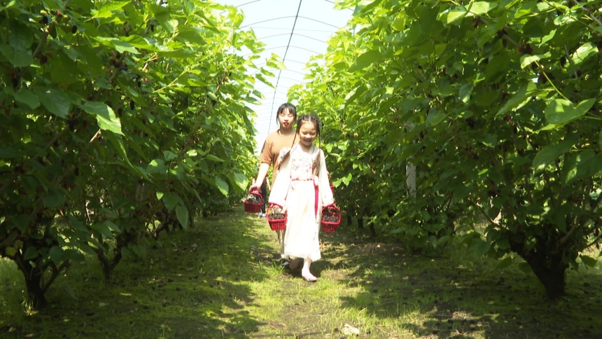 初夏美味来袭 秀美浠水的桑椹熟了