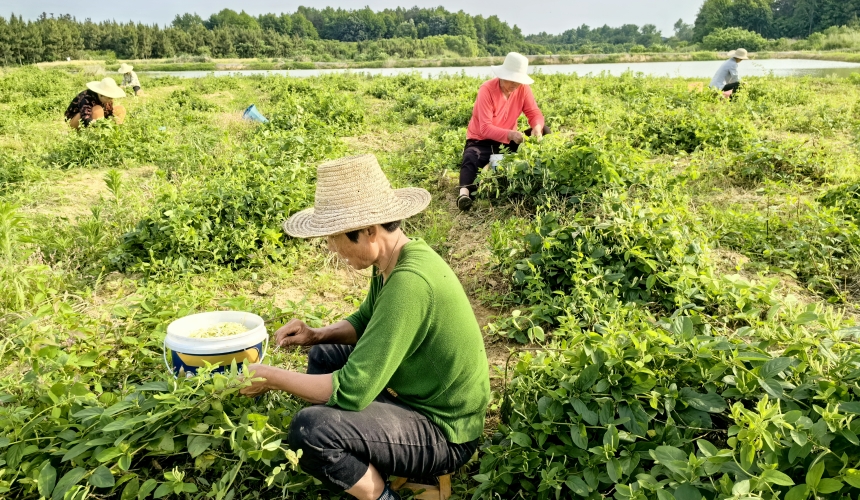 双溪桥镇毛祠村300亩金银花基地。