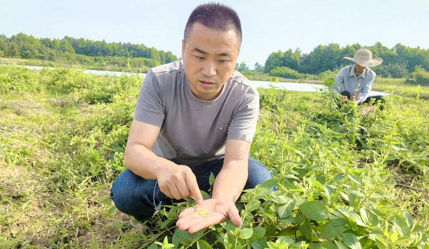 双溪桥镇毛祠村300亩金银花基地。
