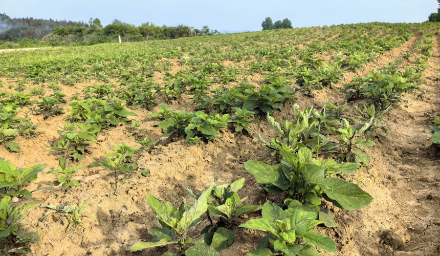 双溪桥镇毛祠村300亩金银花基地。
