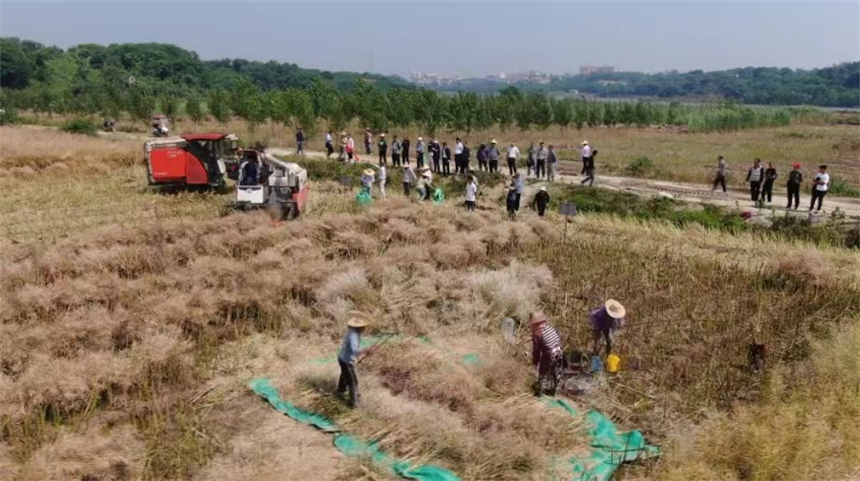 湖北浠水：45万亩油菜丰收 良技良机收割忙【4】