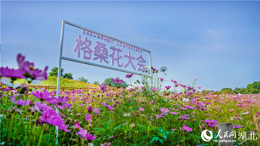 遍地插著格桑花大會的牌子方便游人打卡。人民網記者 周倩文攝