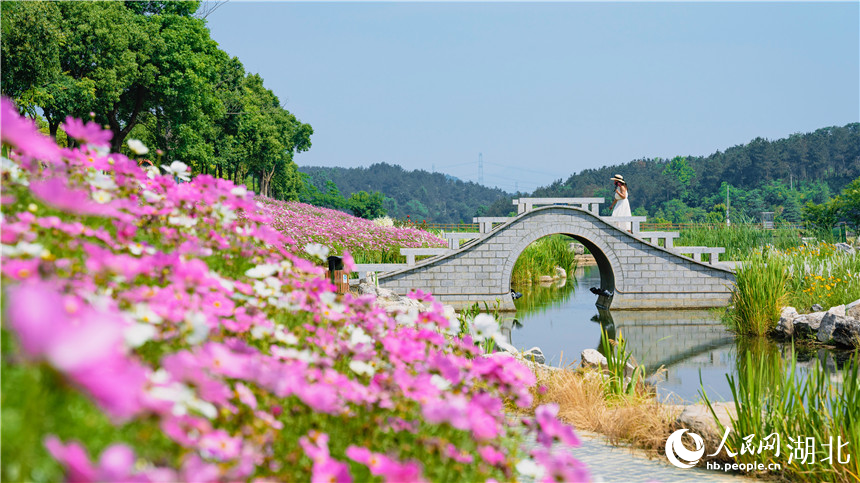 盛开的格桑花与桥形成了一幅风景画。人民网记者 周倩文摄