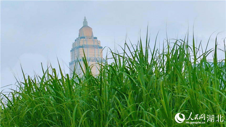 绿油油的芦苇和远处的高楼相映成趣。人民网记者 王郭骥摄