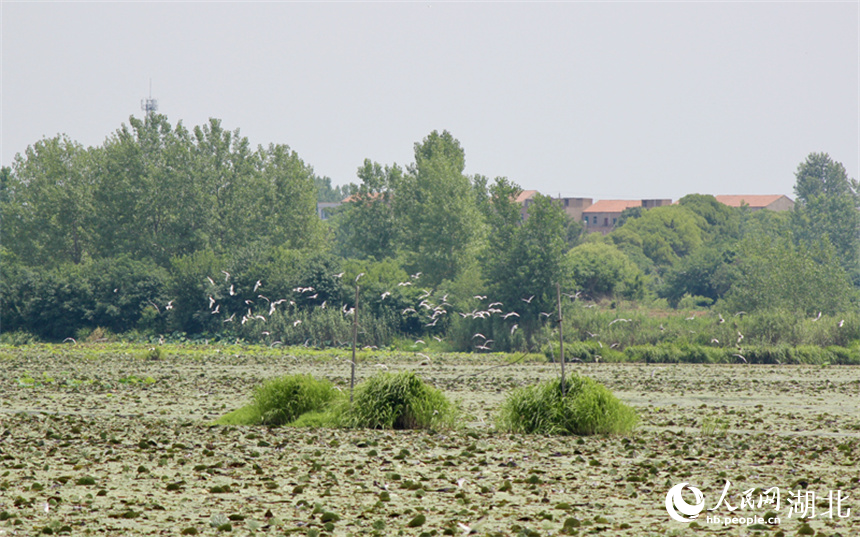 1、湖北孝感老观湖国家湿地公园，一群须浮鸥在空中飞舞。人民网记者 张沛摄