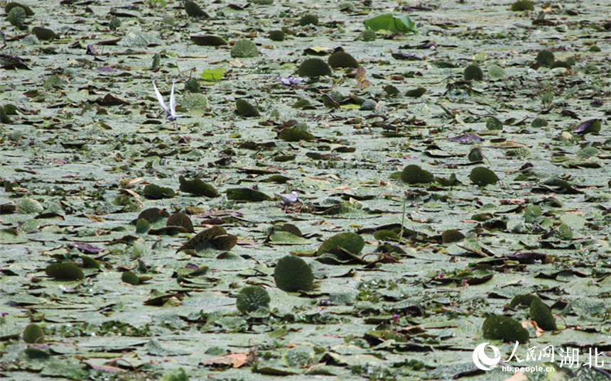 2、湖北孝感老观湖国家湿地公园，芡实叶盖满湖面，为须浮鸥等夏候鸟提供栖息场所。人民网记者 张沛摄