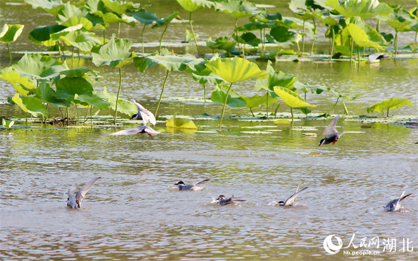 3、湖北天门张家湖国家湿地公园，须浮鸥在水面嬉戏。人民网记者 张沛摄