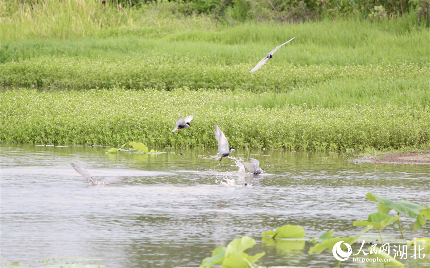 4、湖北天门张家湖国家湿地公园，须浮鸥在水面嬉戏。人民网记者 张沛摄