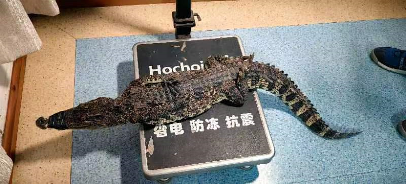 抓捕到的鳄鱼。武汉市农业农村局供图