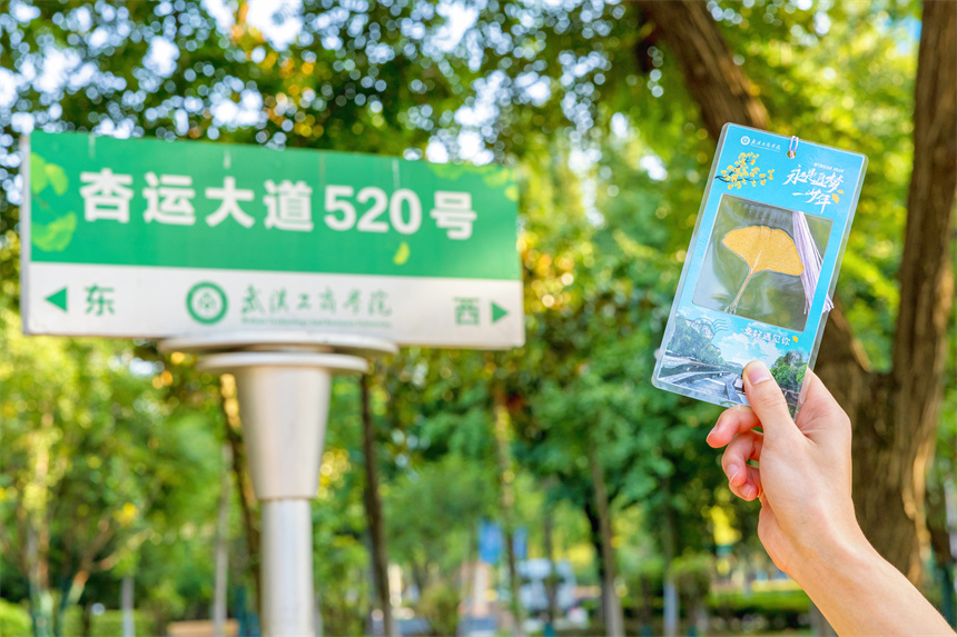武汉工商学院毕业礼物银杏页书签。苏古润摄