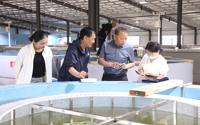 湖北省水產科學研究所副所長、研究員黃永濤在魚苗基地講解鱖魚人工繁育關鍵技術。 鄖宣文攝