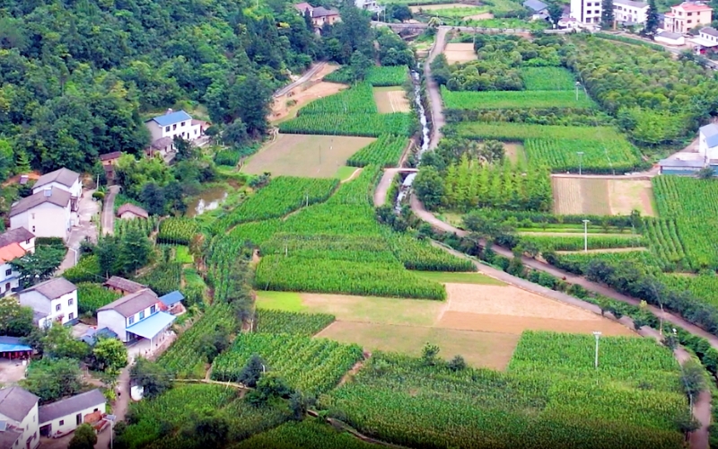 上洋村全景。