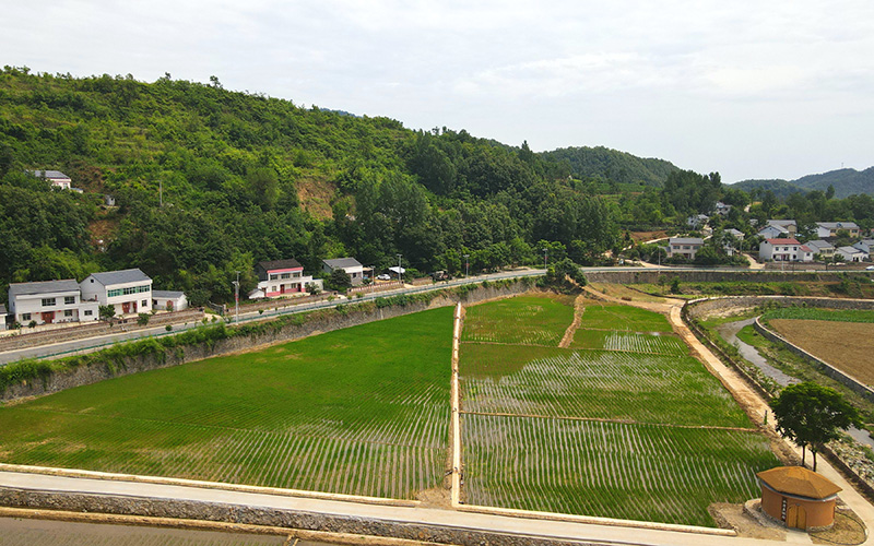 湖北省十堰市郧阳区谭家湾镇黄畈村渠水哗哗稻青青